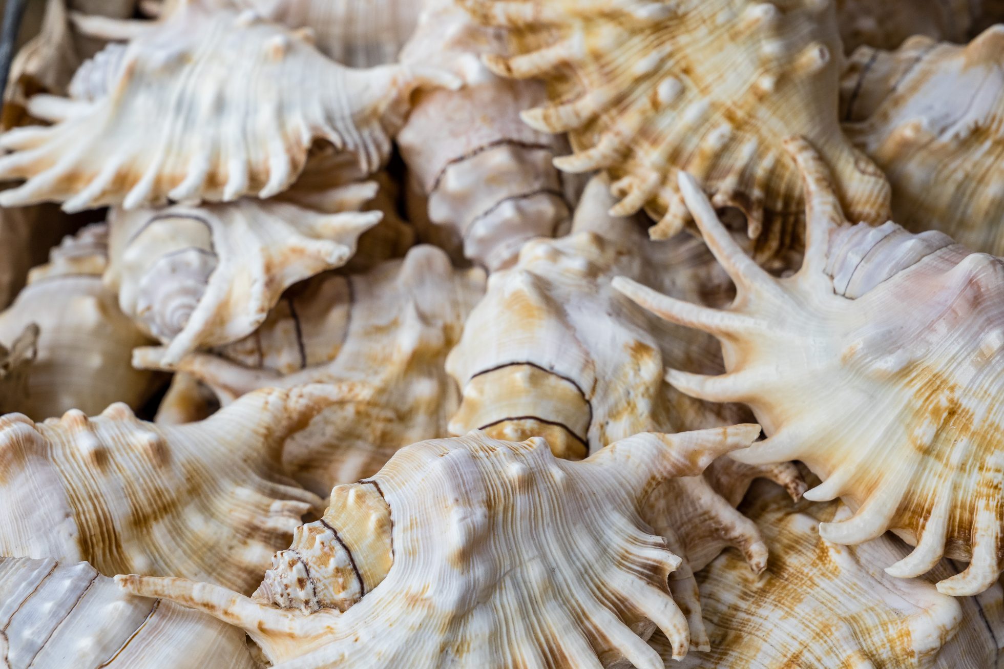 Muszle ślimaków z rodzaju Spider conch